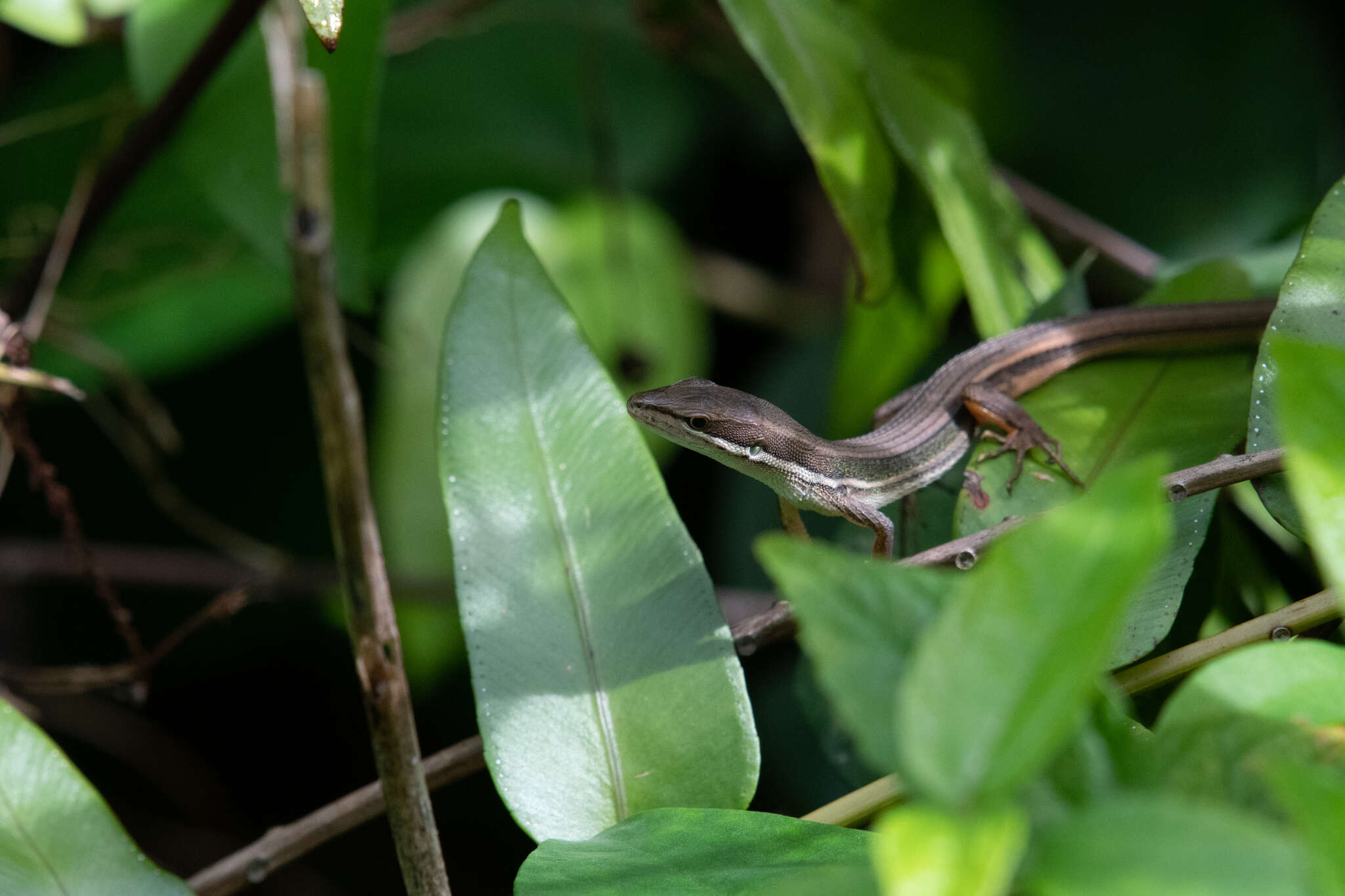 Image of Takydromus viridipunctatus Lue & Lin 2008