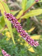 Sivun Persicaria extremiorientalis (Vorosh.) N. N. Tzvel. kuva