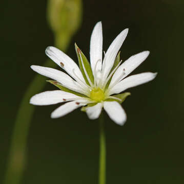 Sivun Stellaria discolor Turcz. kuva