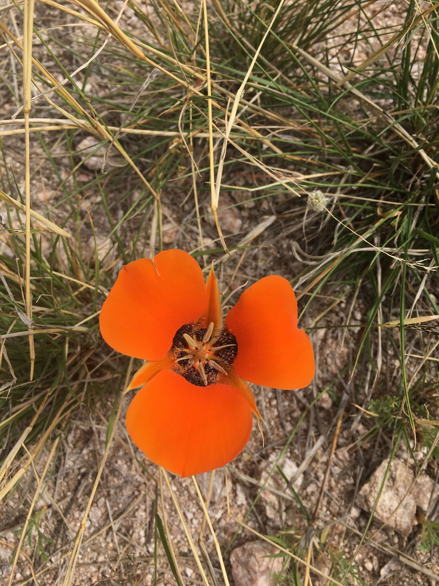 Imagem de Calochortus kennedyi Porter