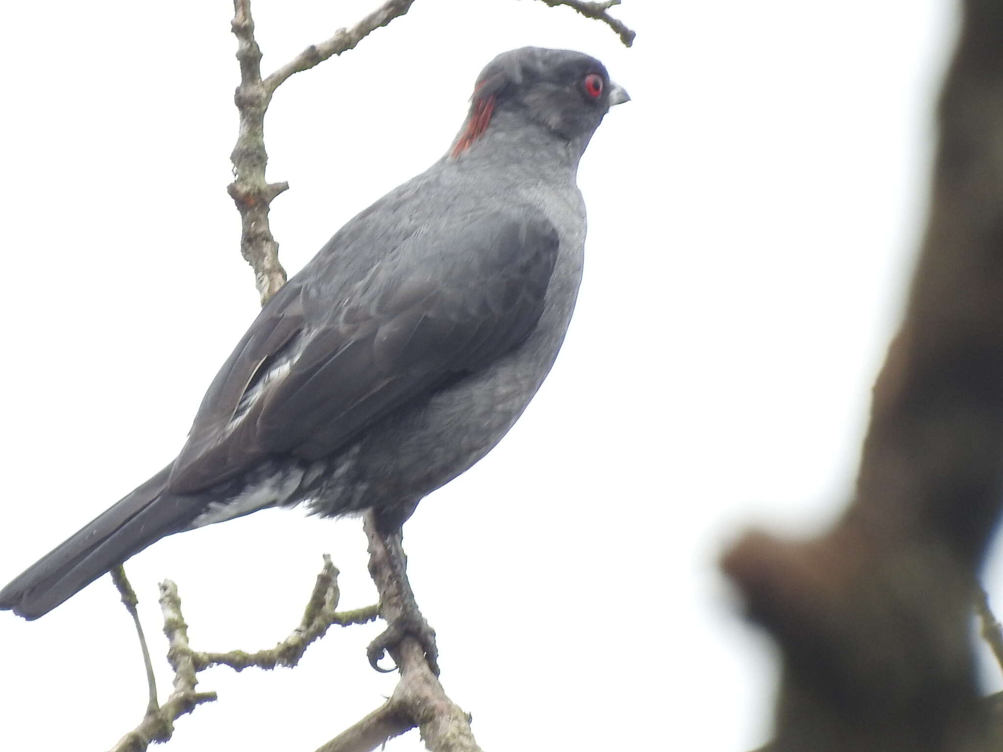 Image of Crested Cotingas