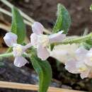 Слика од Antirrhinum vexillocalyculatum subsp. intermedium D. M. Thompson