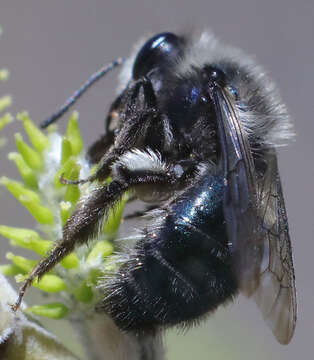 Image de Andrena cerasifolii Cockerell 1896