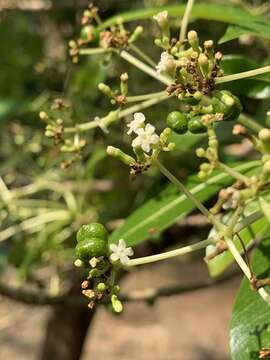 Image of Quinine tree