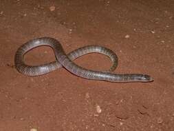 Image of North-western Shovel-nosed Snake