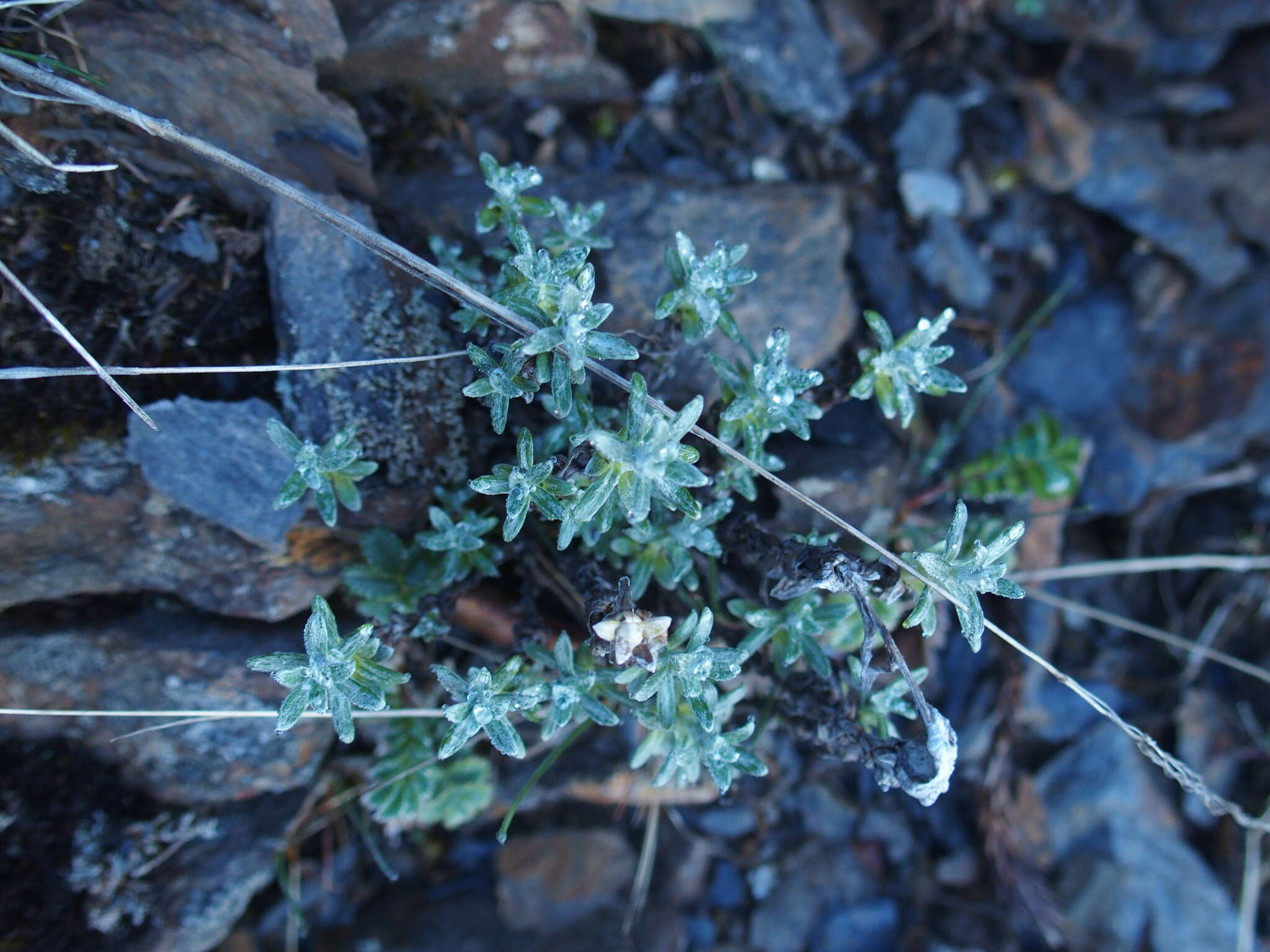 Image of Leontopodium microphyllum Hayata