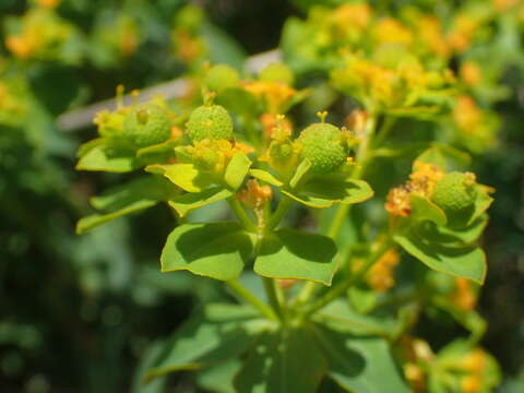 Image of Euphorbia flavicoma DC.