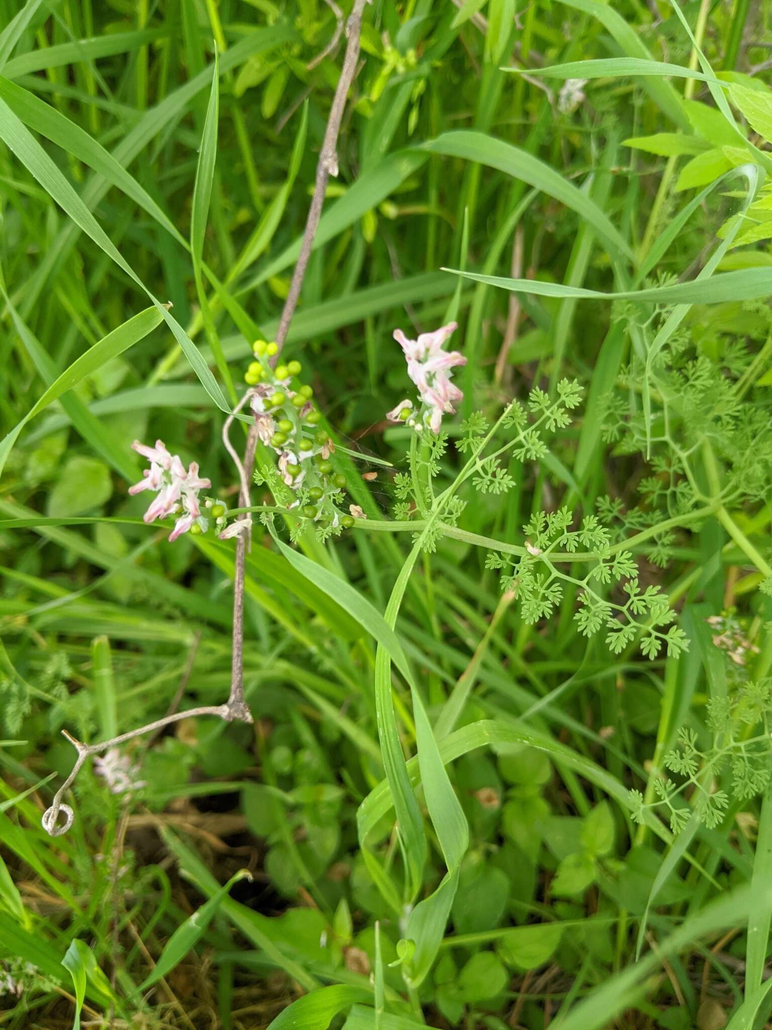 Image of Fumitory