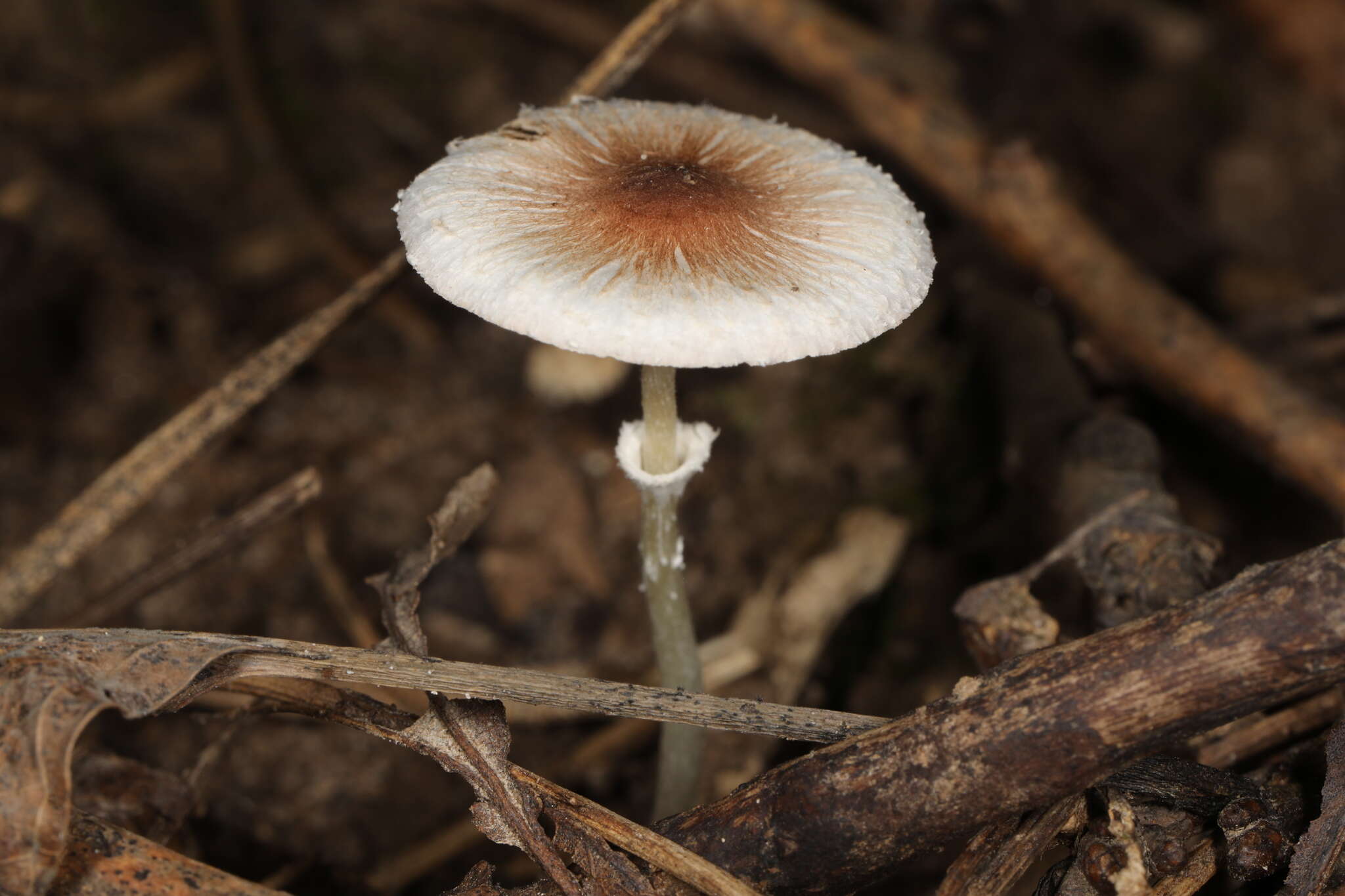 Leucoagaricus coerulescens (Peck) J. F. Liang, Zhu L. Yang & J. Xu 2010 resmi