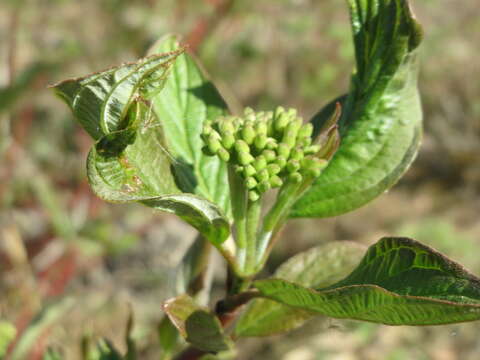 Image of bloodtwig dogwood