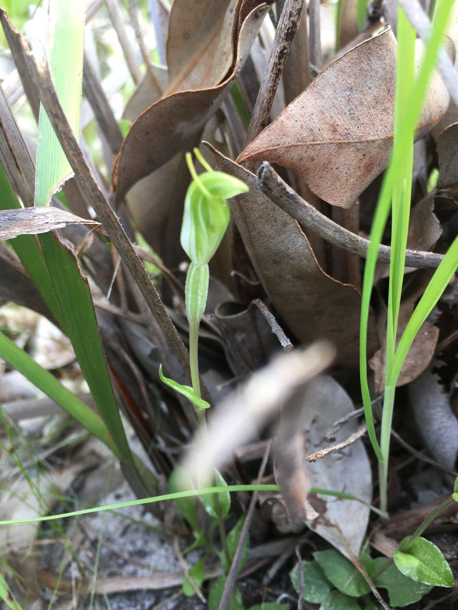 Pterostylis ectypha的圖片