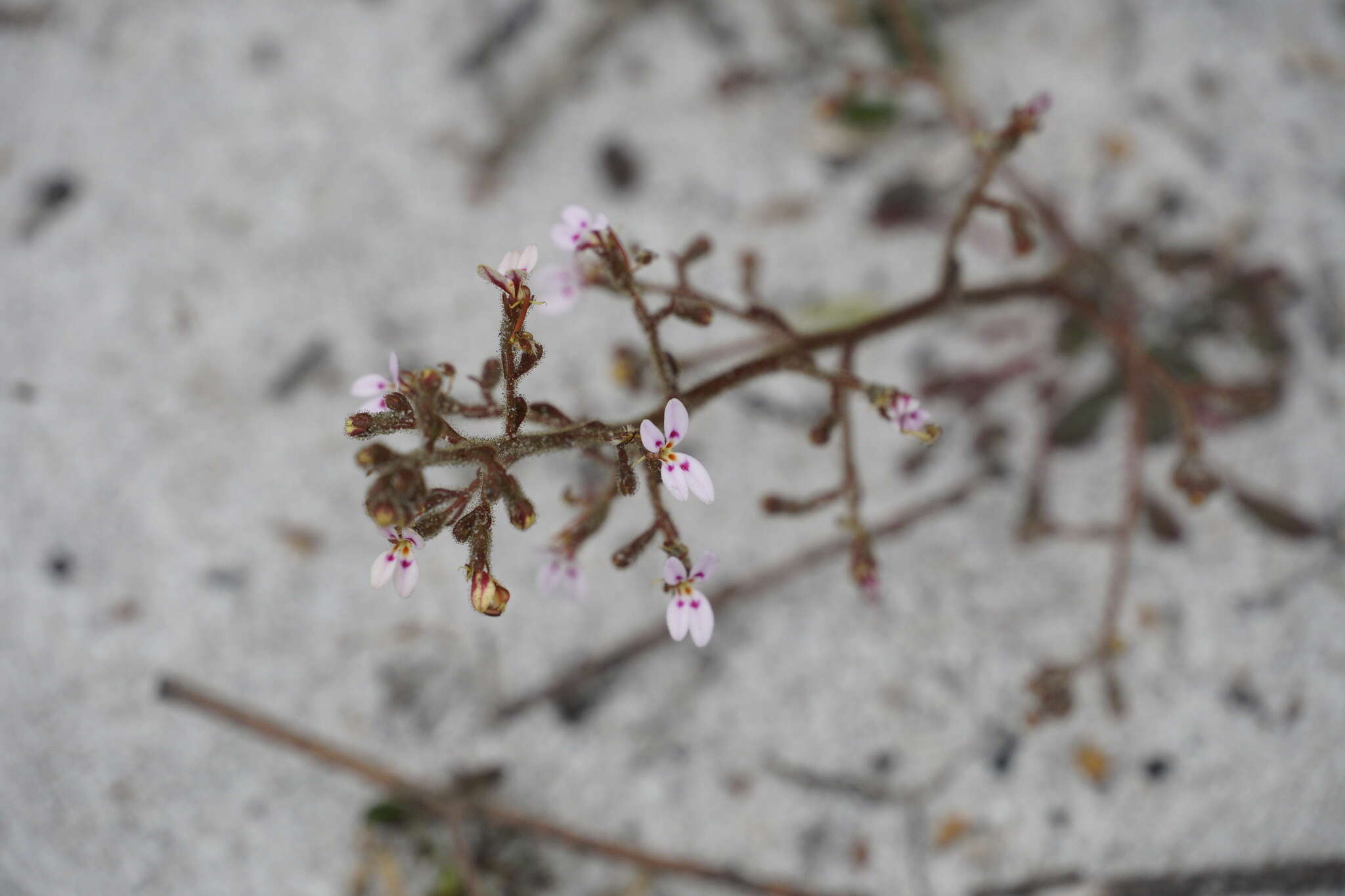 Image of Stylidium assimile R. Br.