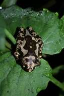 Image of Boophis roseipalmatus Glaw, Köhler, De la Riva, Vieites & Vences 2010