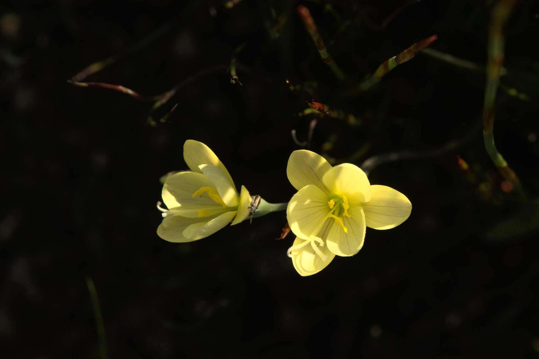 Image of Geissorhiza ornithogaloides subsp. ornithogaloides