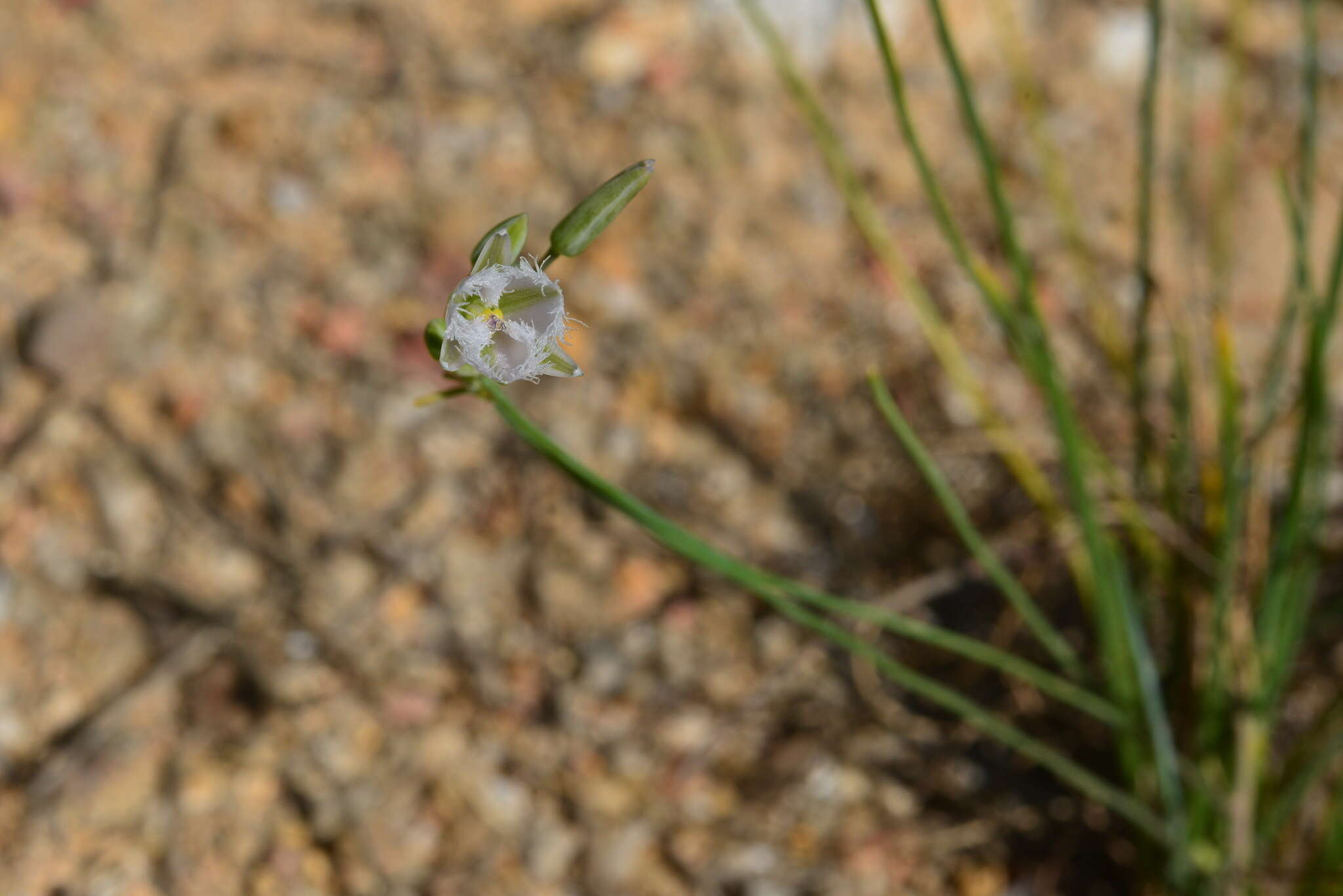 Image of Thysanotus chinensis Benth.