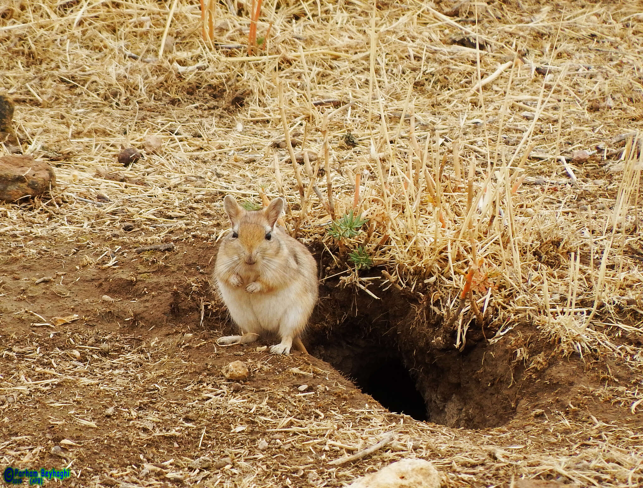 Image of Great Gerbil