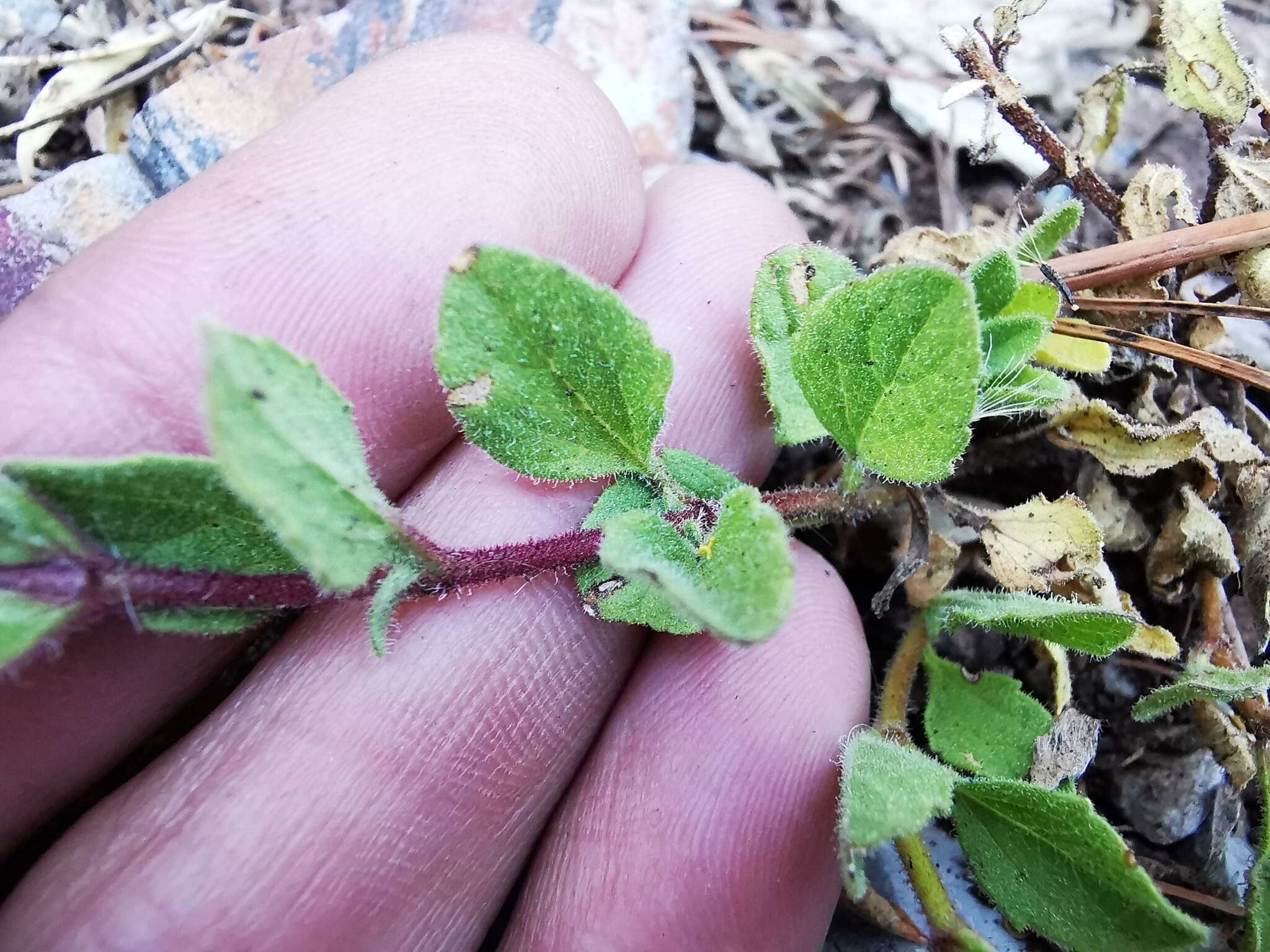 Image of Brickellia nesomii B. L. Turner