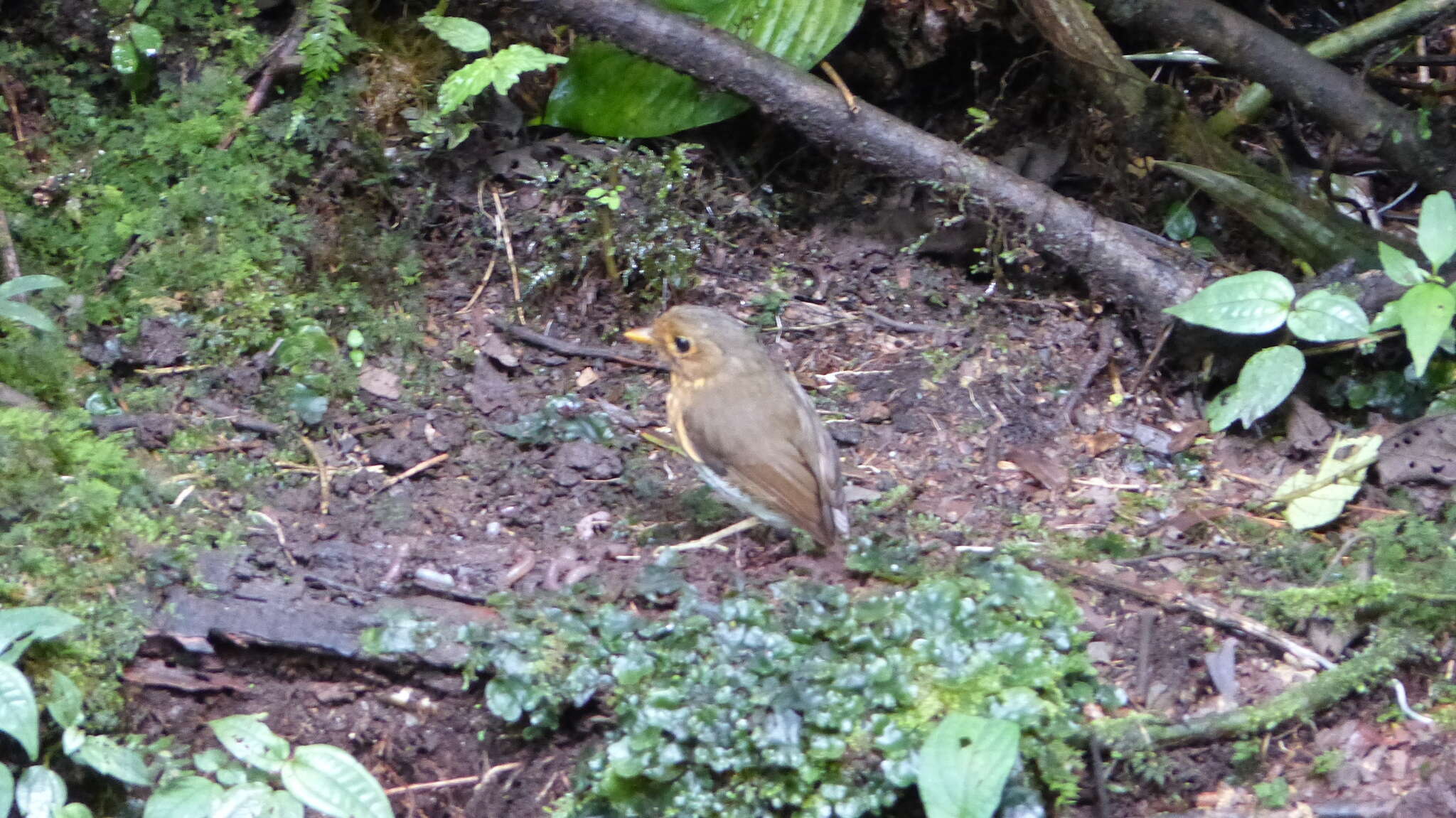 Image of Ochre-breasted Antpitta