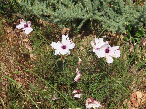 Image of Monsonia speciosa L.