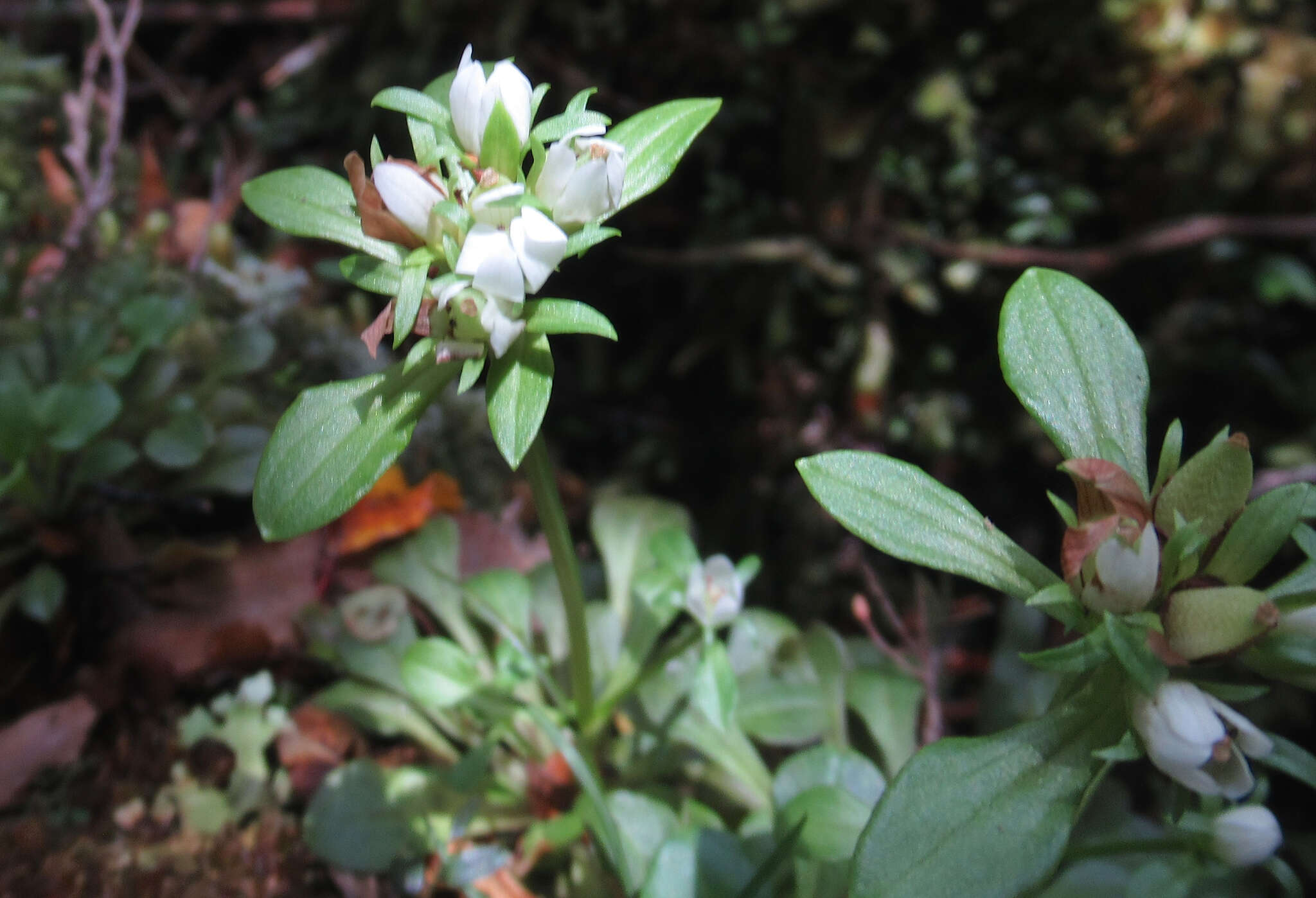 Image of Gentianella spenceri (Kirk) T. N. Ho & S. W. Liu