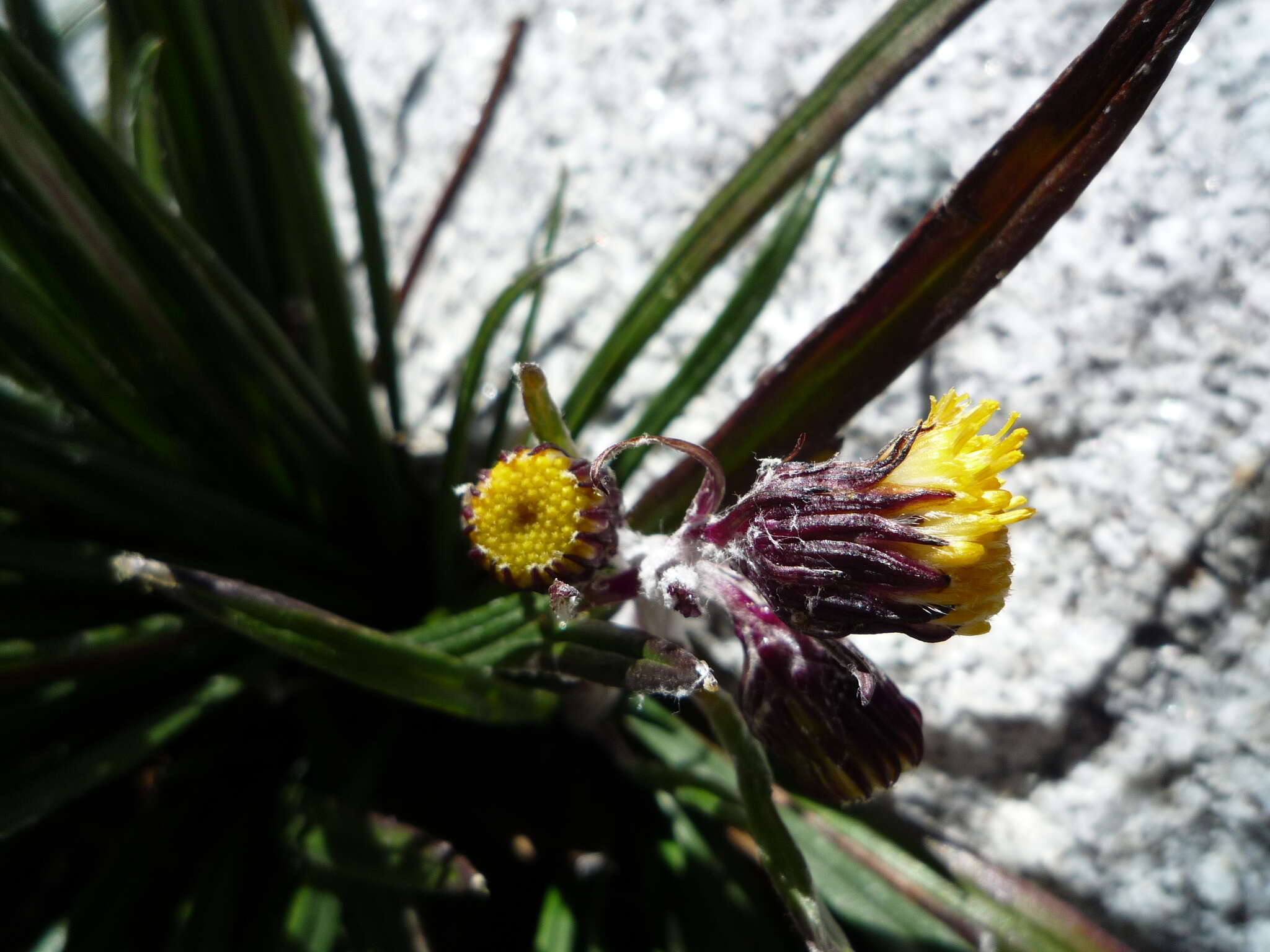 Image of <i>Senecio <i>comosus</i></i> var. comosus