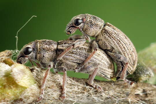 Sitona striatellus Gyllenhal 1834 resmi