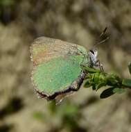 Image of Lotus Hairstreak