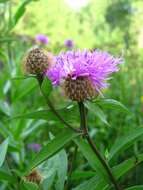 Centaurea phrygia L. resmi