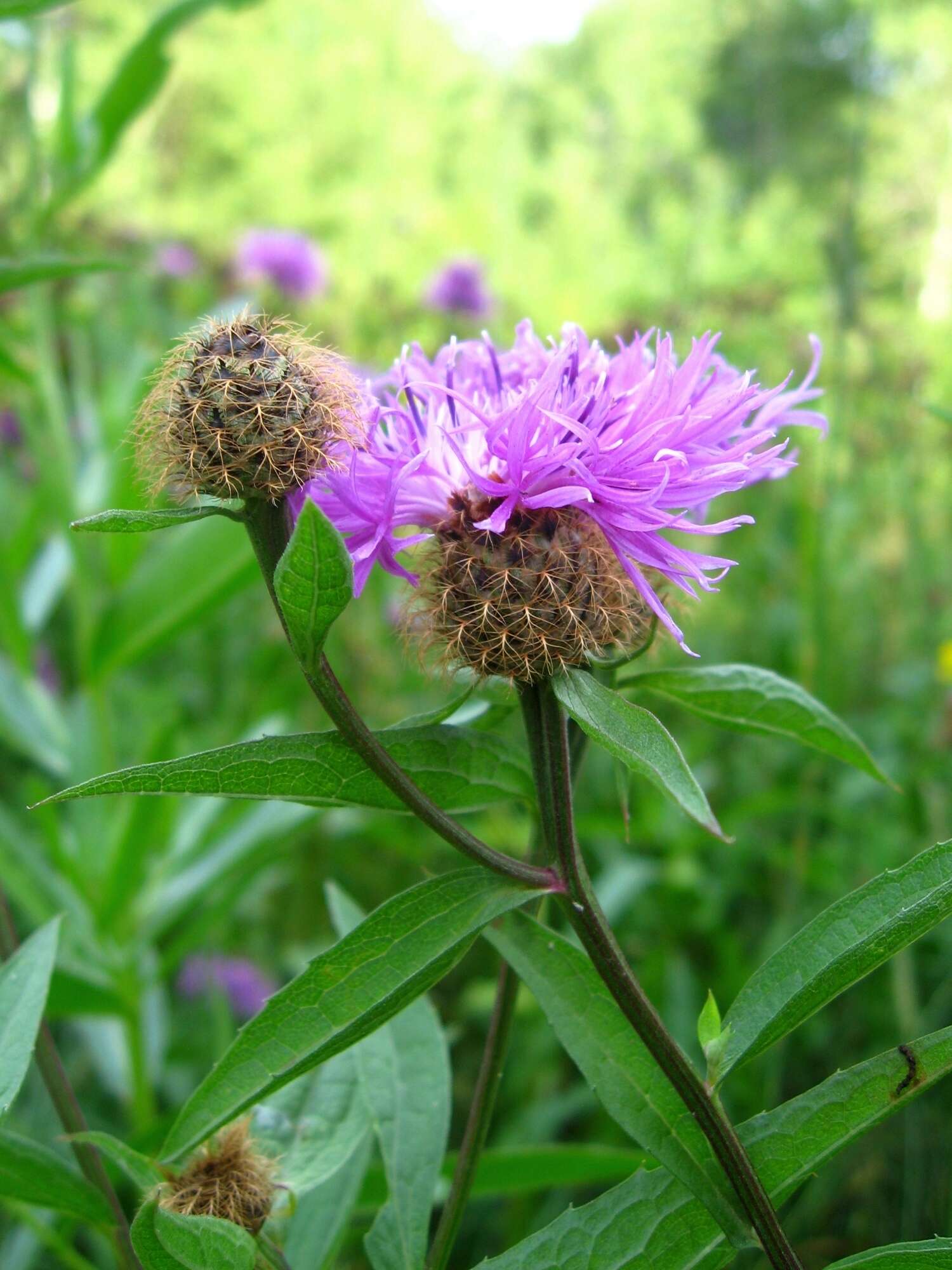 Centaurea phrygia L. resmi