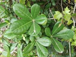 Cussonia thyrsiflora Thunb. resmi