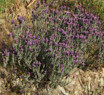 Image of French lavender