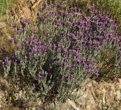 Imagem de Lavandula stoechas L.