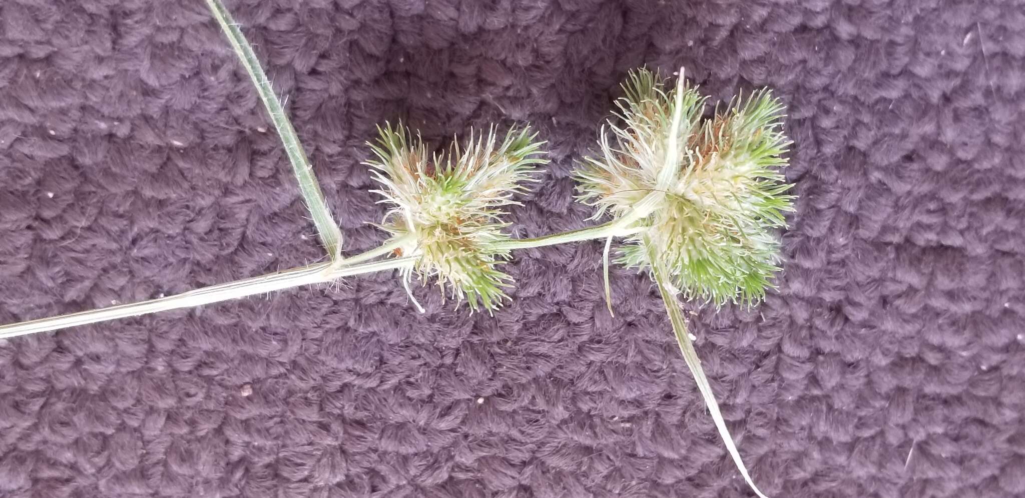 Image of Bush's umbrella-sedge