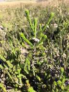 Image of Metalasia erectifolia Pillans