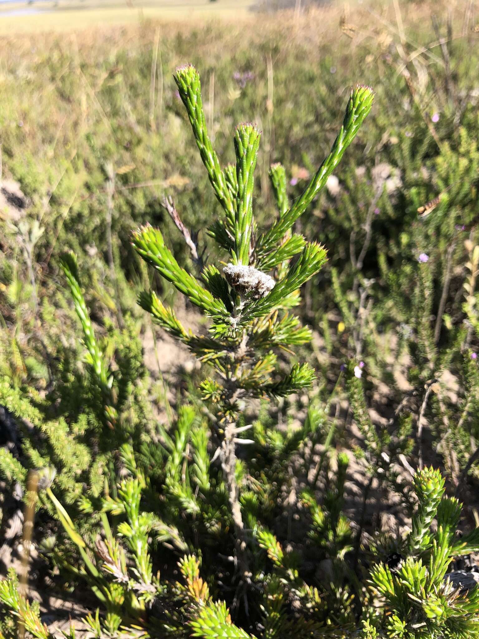Image of Metalasia erectifolia Pillans