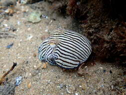 Image of Striped Pyjama Squid