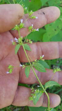 Image of Mesosphaerum urticoides (Kunth) Kuntze