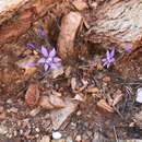 Image of Gladiolus deserticola Goldblatt