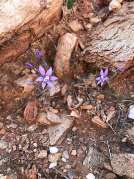 Gladiolus deserticola Goldblatt resmi