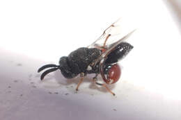 Image of Wasp