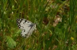 Image of Italian Marbled White