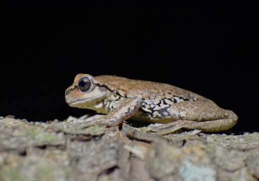 Image of northern streamside tree frog