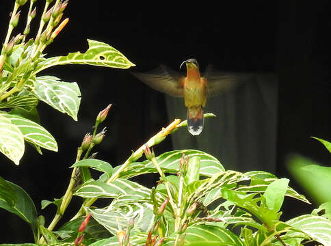 Image of Bronzy Hermit