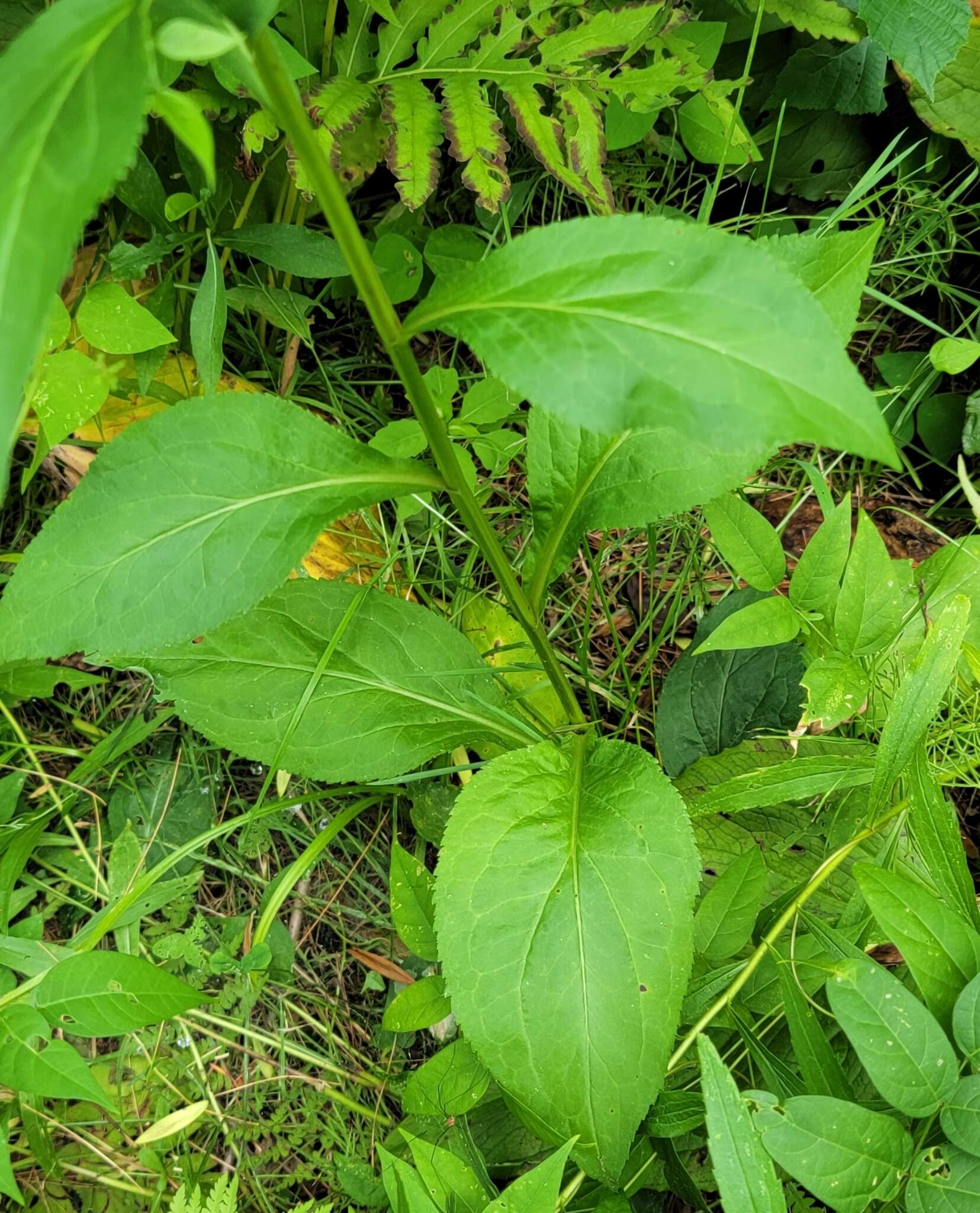 Image of Asphondylia pumila Plakidas 2016