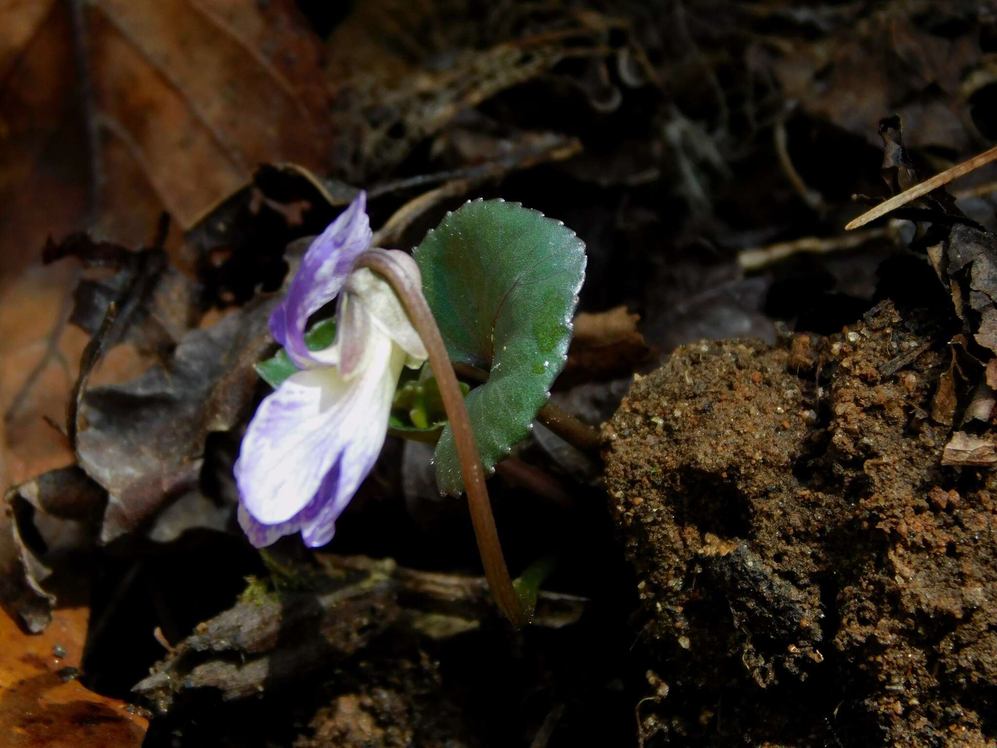 Viola hirsutula Brainerd的圖片