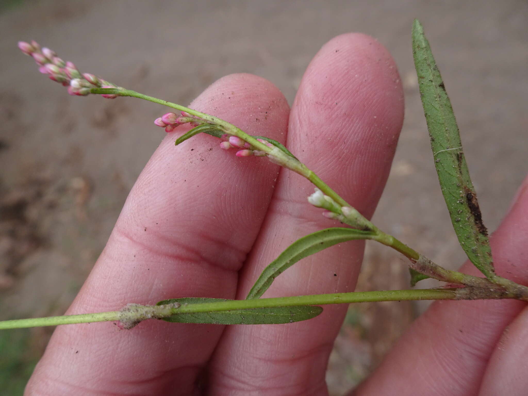 Image of Pygmy Smartweed