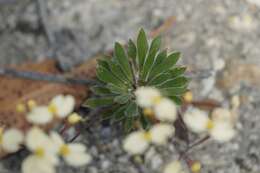 Image of Stylidium acuminatum (Carlquist) Wege