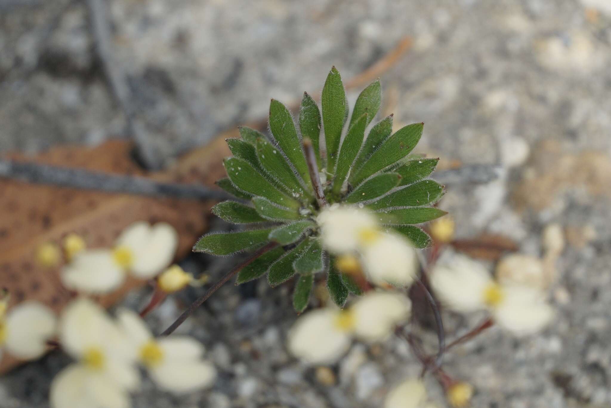 Image of Stylidium acuminatum (Carlquist) Wege