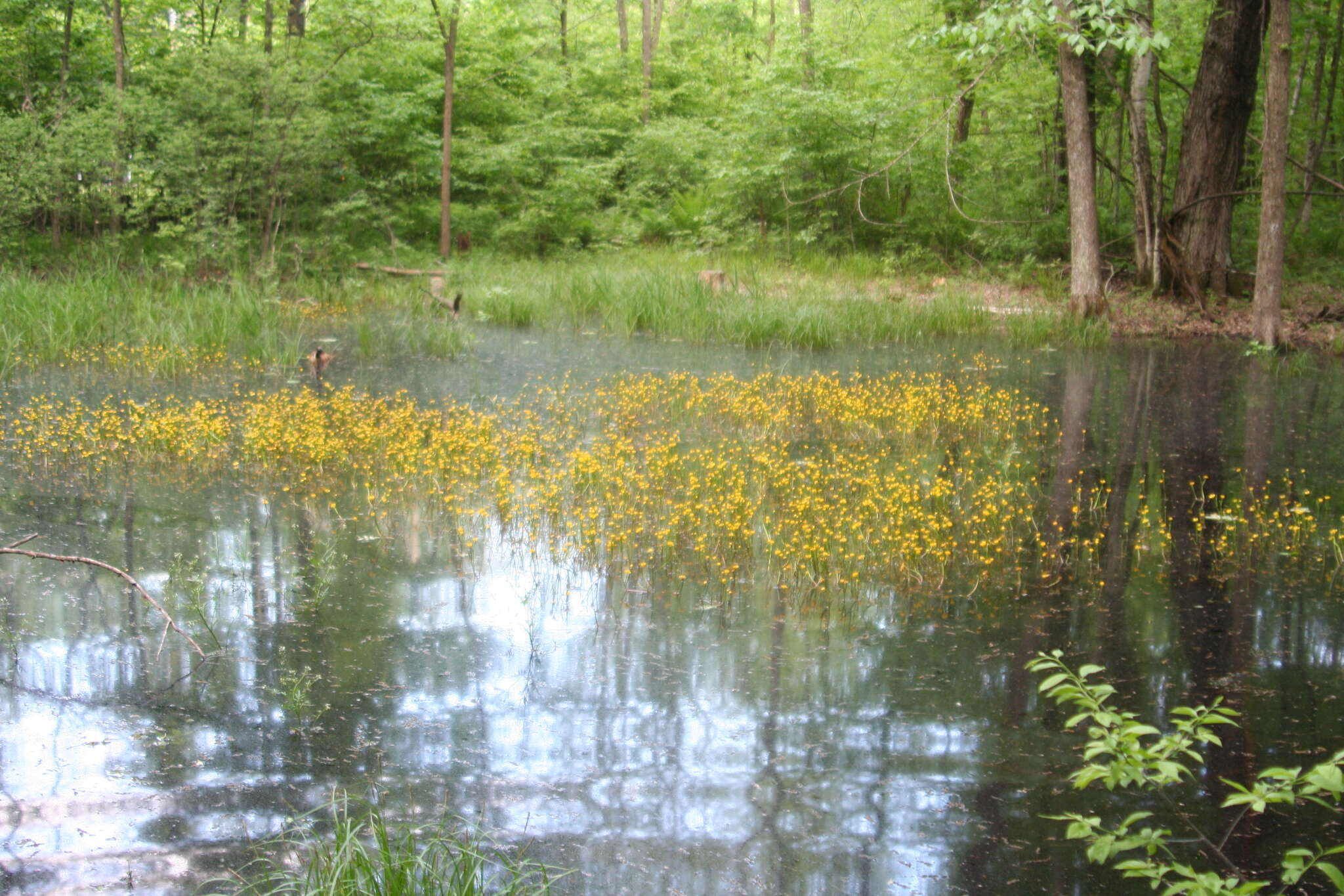 Image of yellow water buttercup