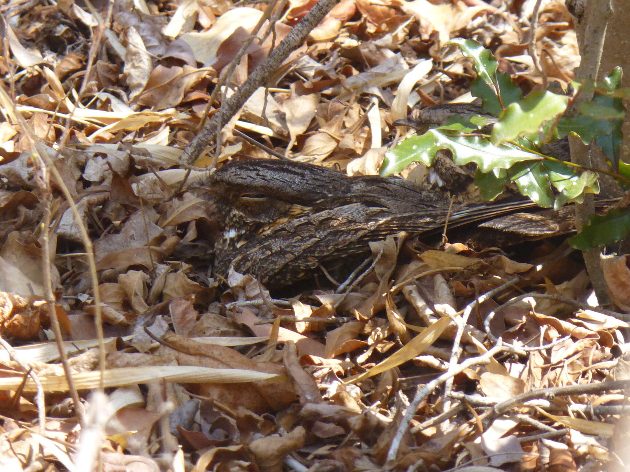 Слика од Caprimulgus madagascariensis Sganzin 1840